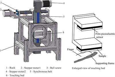 Investigation of Tactile Perception Evoked by Ridged Texture Using ERP and Non-linear Methods